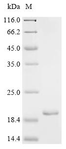 Recombinant Mycobacterium tuberculosis variant africanum PE family protein PE13 (PE13)