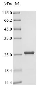 Recombinant Azotobacter vinelandii Uncharacterized protein