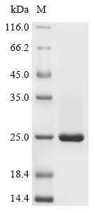 Recombinant Human Eukaryotic translation initiation factor 4E-binding protein 1 (EIF4EBP1)