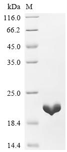 Recombinant Bartonella quintana 10 kDa chaperonin (groES)