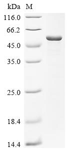 Recombinant Escherichia coli Multidrug resistance protein K (emrK), partial
