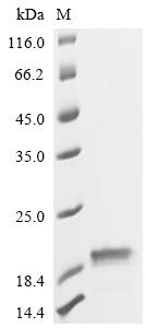 Recombinant Escherichia coli Colicin-E9 immunity protein (imm)