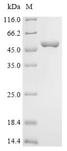 Recombinant Human Glutaminase kidney isoform, mitochondrial (GLS), partial, Biotinylated