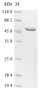 Recombinant Mouse Angiopoietin-like protein 8 (Angptl8)