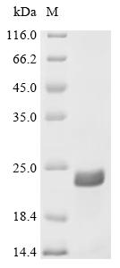 Recombinant Bos indicus x Bos taurus Alpha-S1-casein (A68T,M75T,P102L,111:E→Missing), partial