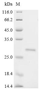 Recombinant Bos indicus x Bos taurus Kappa-casein (R118C), partial