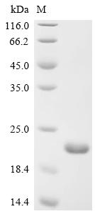 Recombinant Salmonella typhimurium SPI-1 type 3 secretion system translocon protein SctE (sctE1), partial