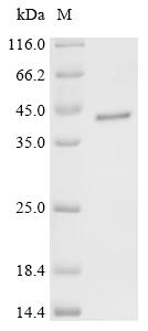 Recombinant Human Spatacsin (SPG11), partial