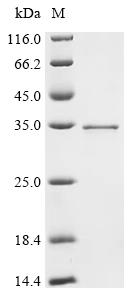 Recombinant Saccharomyces cerevisiae DNA repair protein RAD59 (RAD59)
