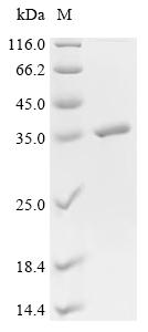 Recombinant Enterobacteria phage lambda Recombination protein bet (bet)