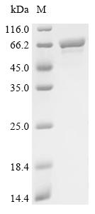 Recombinant Stenotrophomonas maltophilia Chaperonin GroEL (groEL), partial