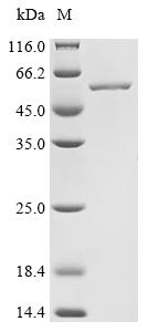 Recombinant Stenotrophomonas maltophilia Enolase (eno)