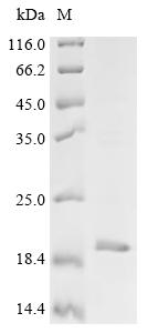 Recombinant Escherichia coli Dihydroneopterin aldolase (folB)