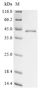 Recombinant Mouse Protein Wnt-4 (Wnt4)