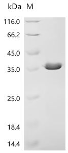 Recombinant Staphylococcus aureus Iron-regulated surface determinant protein H (isdH), partial