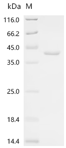 Recombinant Vaccinia virus Protein C15/B21