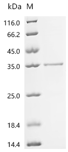 Recombinant Human Serine protease 27 (PRSS27)