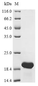 Recombinant Pseudomonas syringae pv. tomato Copper resistance protein C (copC)