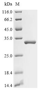 Recombinant Escherichia coli GTP cyclohydrolase 1 (folE)