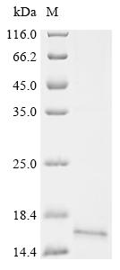 Recombinant Pan troglodytes Cathelicidin antimicrobial peptide (CAMP), partial