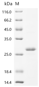 Recombinant Brucella abortus OmpA-like transmembrane domain