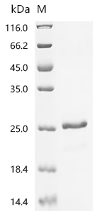 Recombinant Drosophila simulans SAGA-associated factor 11 homolog (Sgf11)