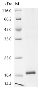 Recombinant Galleria mellonella Odorant-binding protein (OBP7)
