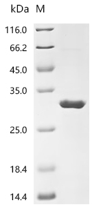 Recombinant Cat Fibroblast growth factor 23 (FGF23)