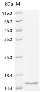 Recombinant Goat Insulin-like growth factor I (IGF1)