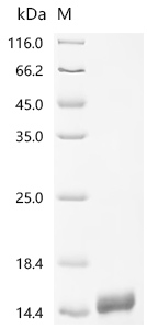 Recombinant Human Natriuretic peptides A (NPPA), partial