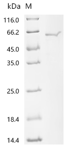 Recombinant Orientia tsutsugamushi 56 kDa type-specific antigen