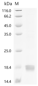 Recombinant Human Growth/differentiation factor 9 (GDF9)