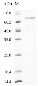 Recombinant Pig Protocadherin beta 7 (PCDHB7), partial