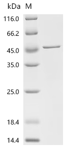 Recombinant Mouse Nischarin (Nisch), partial