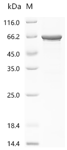 Recombinant Rat Klotho (Kl), partial