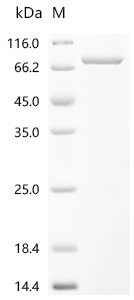 Recombinant Mouse Protocadherin beta 7 (Pcdhb7), partial