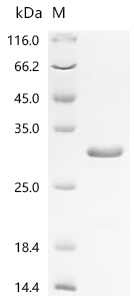 Recombinant Human Ciliary neurotrophic factor (CNTF)