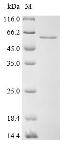 Recombinant Human Protocadherin gamma-B3 (PCDHGB3), partial