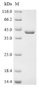 Recombinant Escherichia coli Thiamine-binding periplasmic protein (thiB)