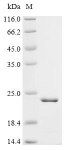 Recombinant Human Cyclic nucleotide-gated cation channel beta-1 (CNGB1), partial