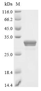 Recombinant Human Basement membrane-specific heparan sulfate proteoglycan core protein (HSPG2), partial