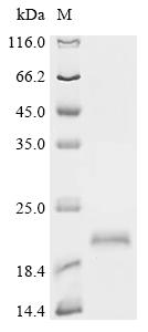 Recombinant Pseudopleuronectes americanus Ice-structuring protein 3 (B16D,B26D,B27D)