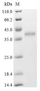 Recombinant Human Fidgetin-like protein 1 (FIGNL1), partial