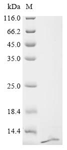 Recombinant Bacillus phage PBS2 Uracil-DNA glycosylase inhibitor (UGI)