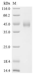 Recombinant Mouse Zinc-alpha-2-glycoprotein (Azgp1)