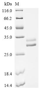 Recombinant Macaca mulatta Erythropoietin receptor (EPOR), partial