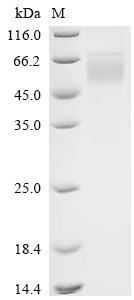 Recombinant Macaca mulatta Killer immunoglobulin-like receptor KIR3DL2 (KIR3DL), partial