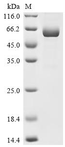 Recombinant Human B-cell differentiation antigen CD72 (CD72), partial