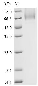 Recombinant Human CD44 antigen (CD44), partial