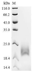 Recombinant Human Synaptogyrin-2 (SYNGR2), partial